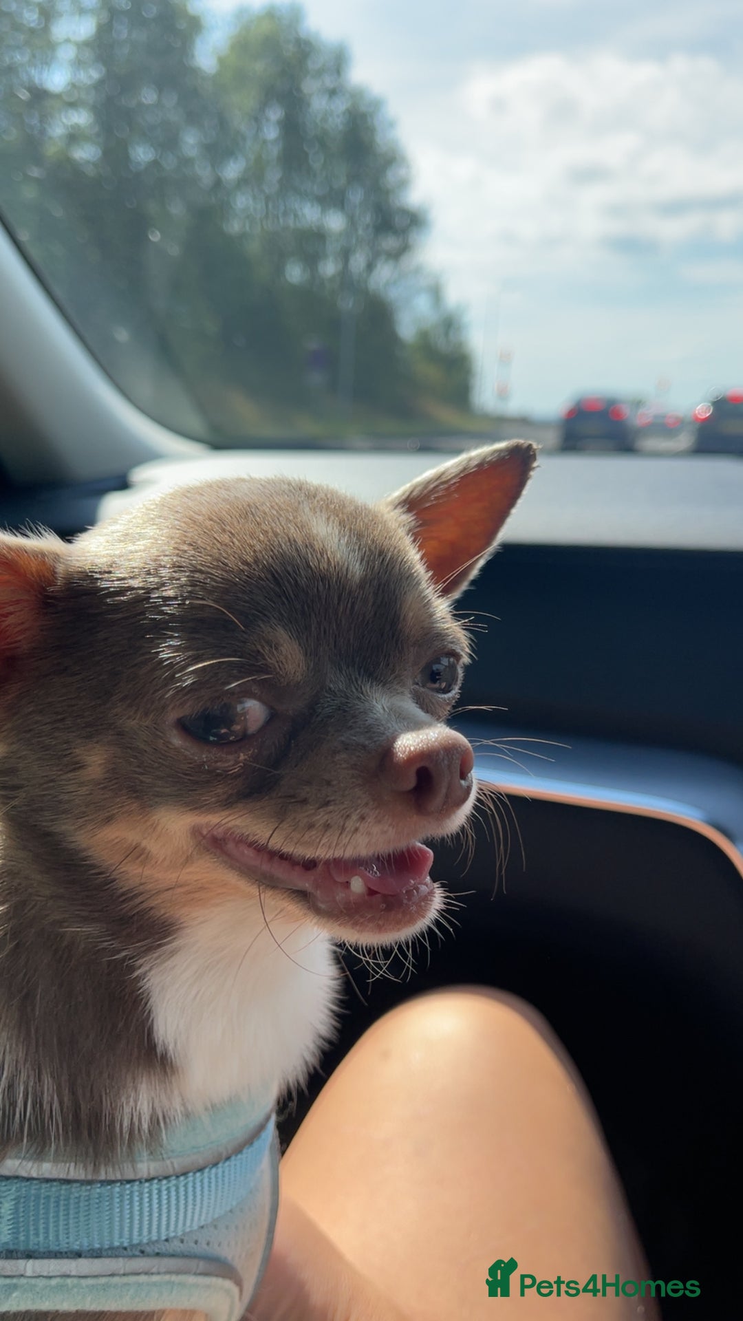 Chihuahua dogs for sale: Tony & pixie - Advert 4