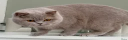 British Shorthair cats for sale: Gorgeous British Kittens - Advert 25