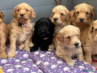 Mini Goldendoodle dogs Beautiful F1 Miniature Goldendoodle Puppies - Advert 2