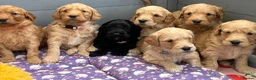 Mini Goldendoodle dogs for sale: Beautiful F1 Miniature Goldendoodle Puppies  - Advert 4