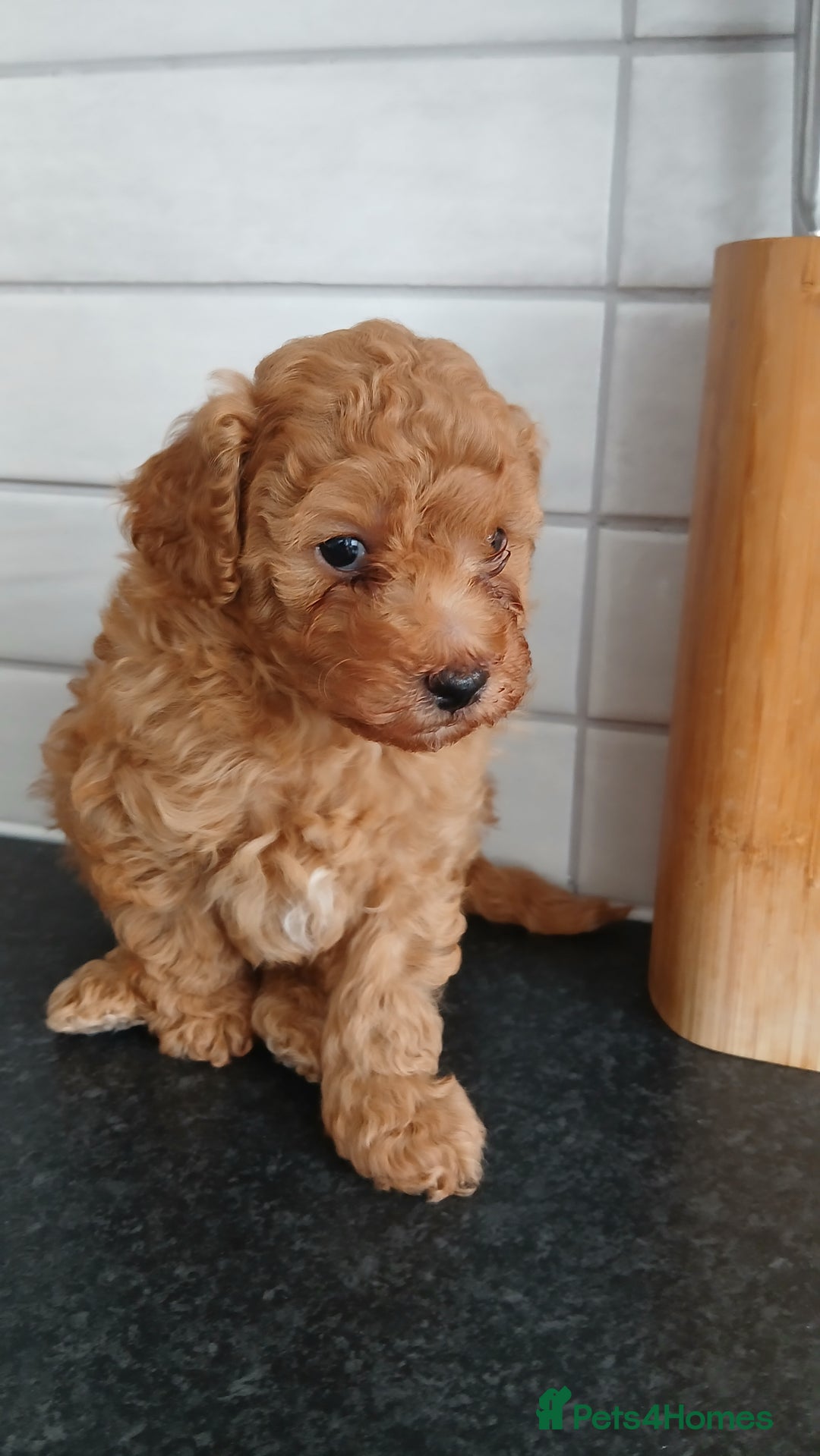 Maltipoo dogs for sale: Malitpoo  puppies  for sale in Canterbury - Image 29