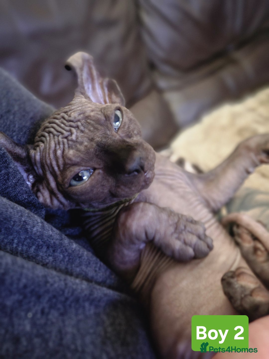 Sphynx cats for sale: 🌟 Sphynx Kittens – 5 Friendly Boys Ready Soon! 🌟 - Image 16