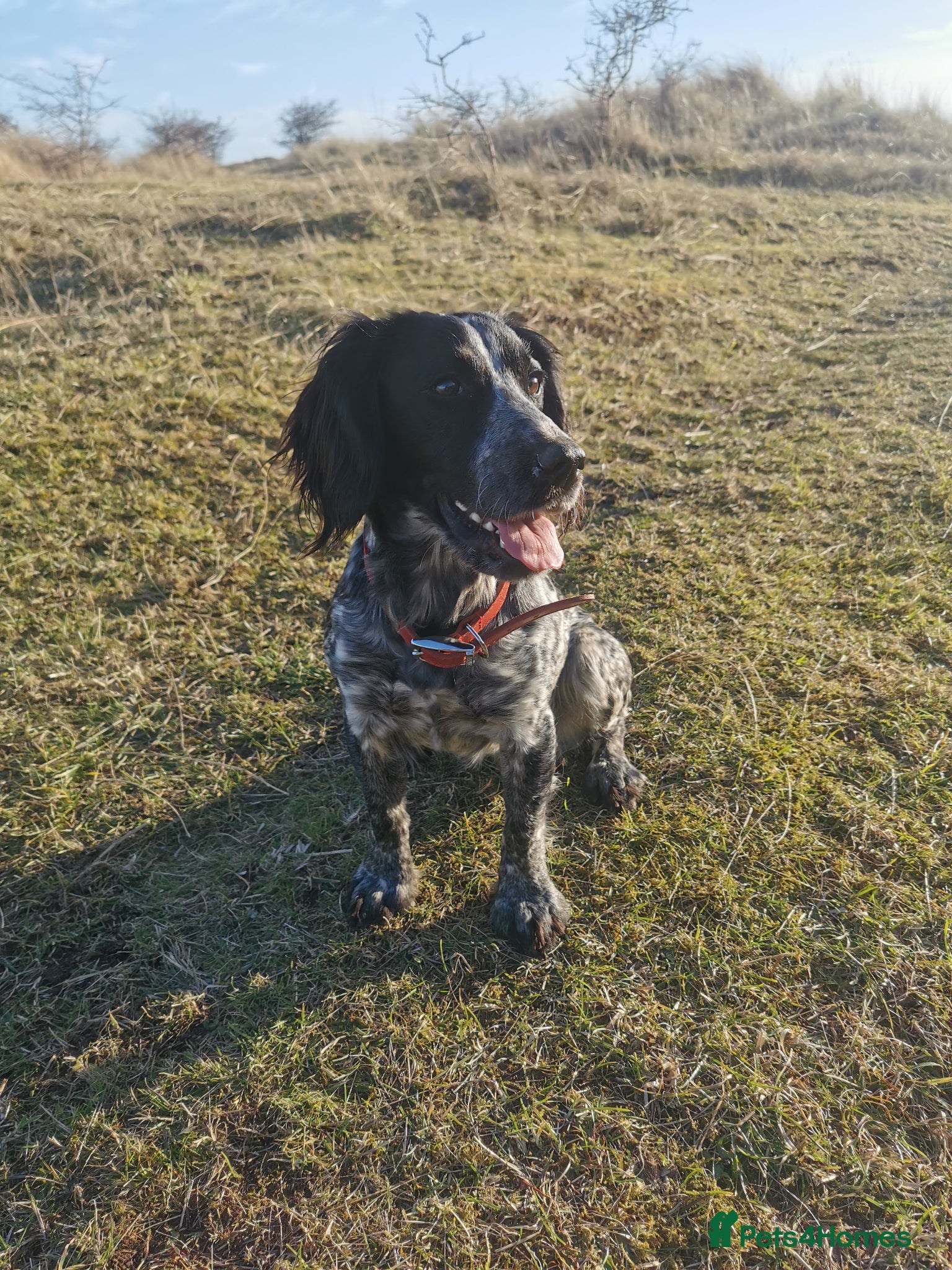 Cocker Spaniel dogs One Available Cocker Spaniel Puppy Ready To View  - Advert 6