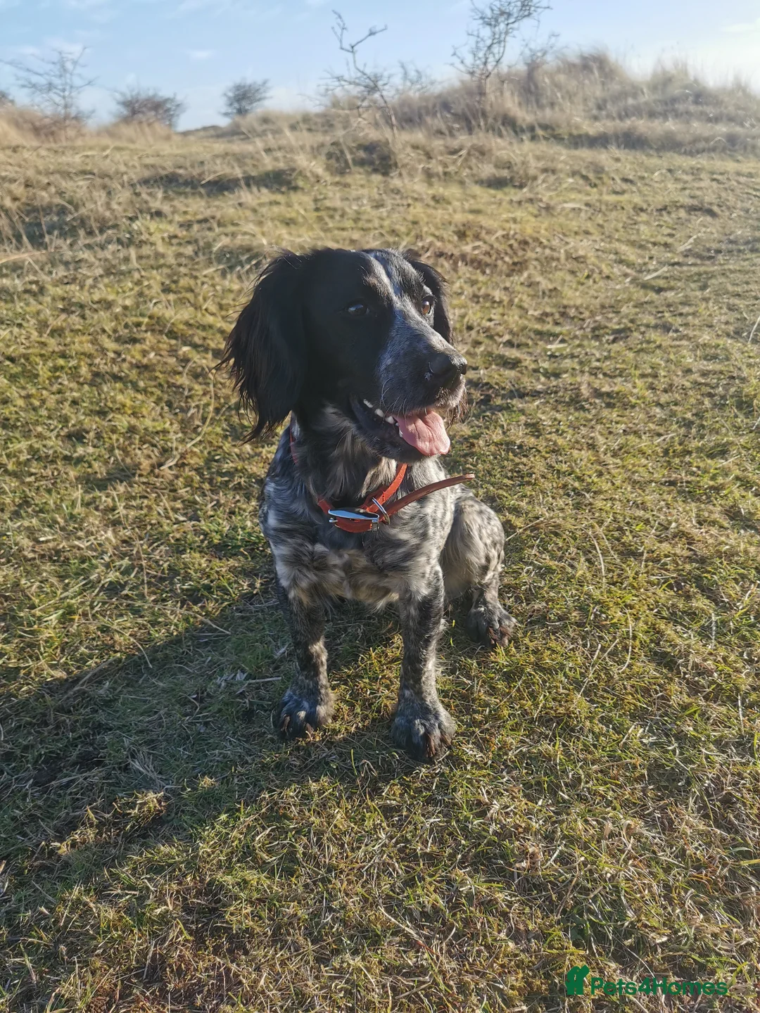 Cocker Spaniel dogs for sale: One Available Cocker Spaniel Puppy Ready To View  in Horncastle - Advert 1