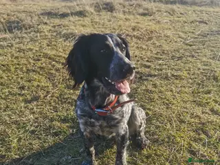 Cocker Spaniel dogs One Available Cocker Spaniel Puppy Ready To View - Advert 16