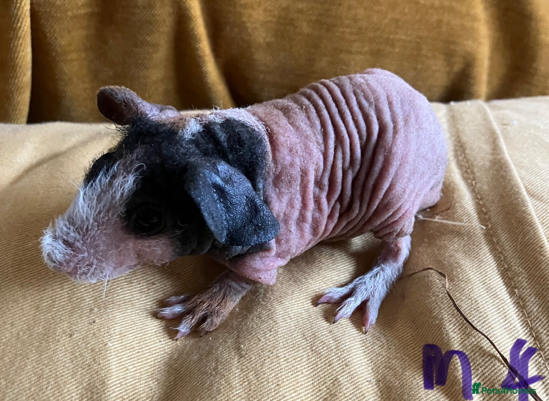 Guinea Pig rodents Skinny pig pups. Boys and girls  - Advert 1