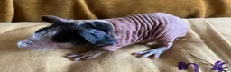 Guinea Pig rodents for sale: Skinny pig pups. Boys only  - Advert 3