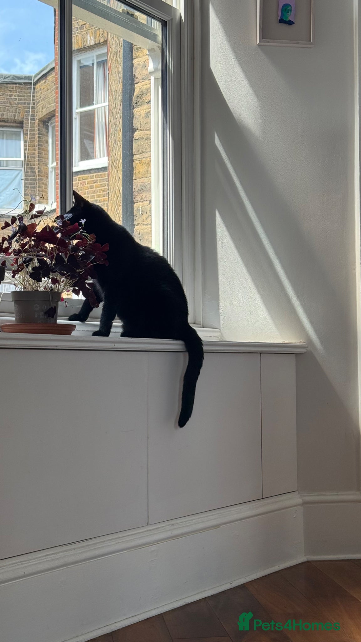 Domestic Shorthair cats for sale: FREE TO A LOVING HOME — Jackie, 8yo Female Cat 🖤 - Advert 2