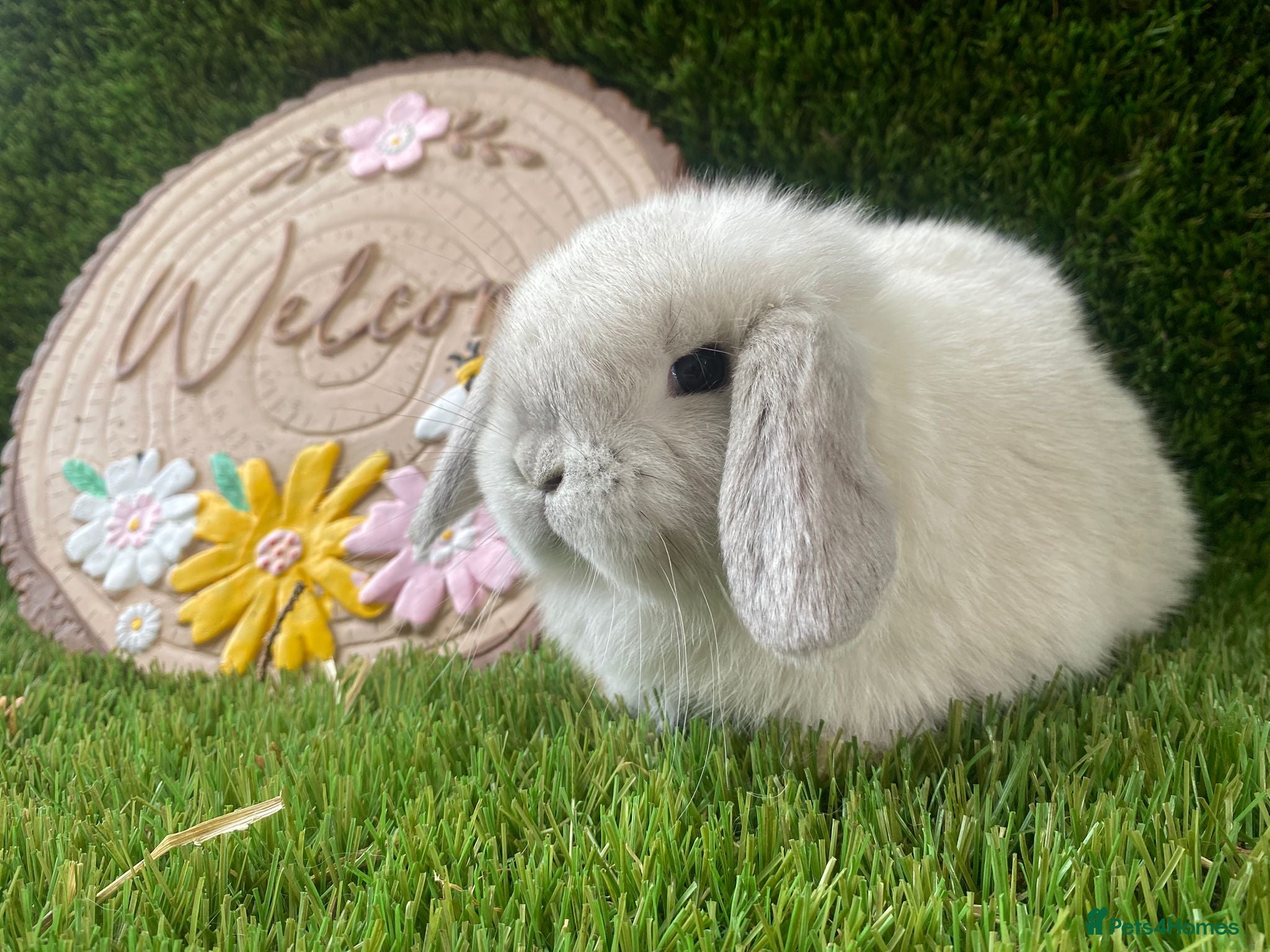 Mini Lop rabbits Mini lop  - Advert 8
