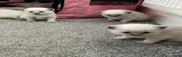 Ragdoll cats for sale: Pure blue point ragdolls  - Advert 40