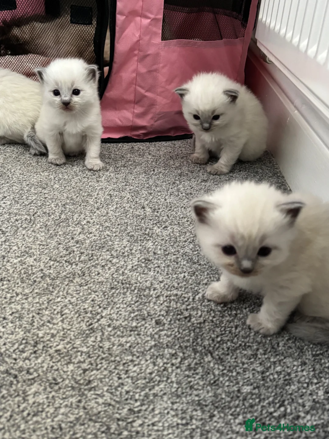 Ragdoll cats for sale: Pure blue point ragdolls  - Advert 40