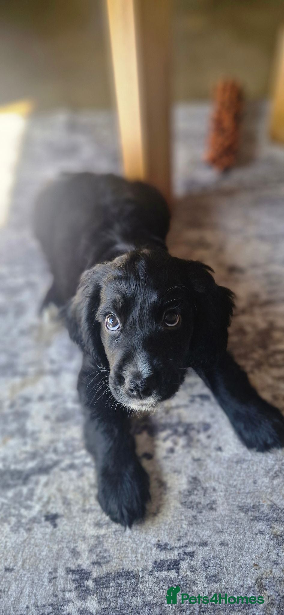 Cocker Spaniel dogs 2 gorgeous kc reg pups left - Advert 1