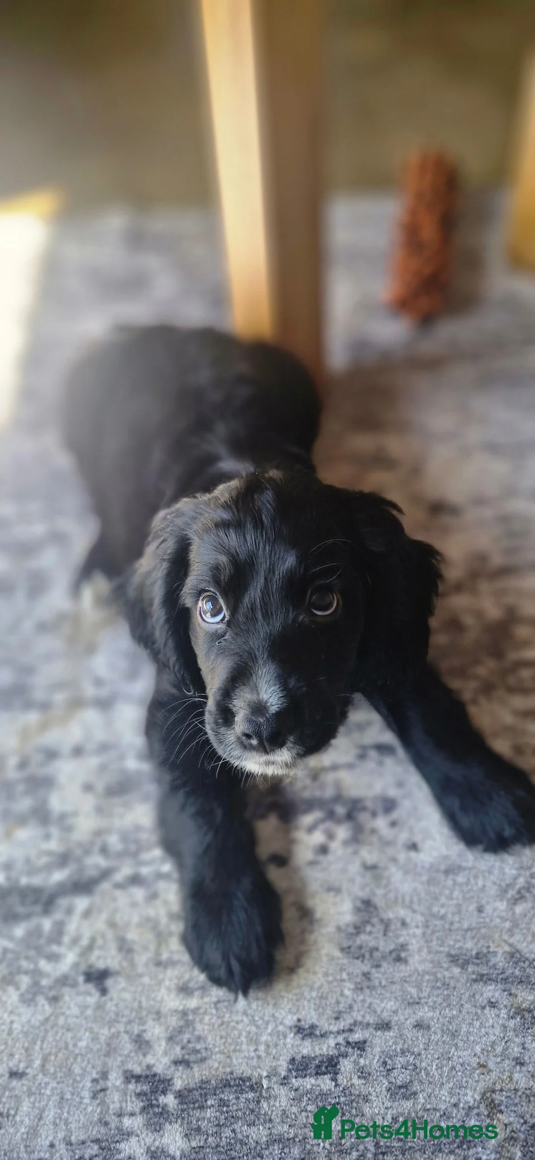 Cocker Spaniel dogs for sale: 2 gorgeous kc reg pups left in Warrington - Advert 1