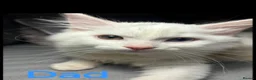 Turkish Angora cats for sale: ✨️🌸Stunning Turkish Angora Females✨️🌸 in Birmingham - Advert 14