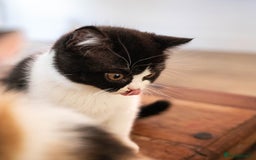 British Shorthair cats for sale: Ready this weekend, super cute BSH kittens - Image 6