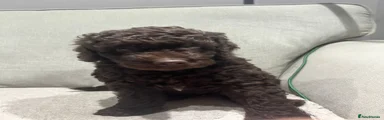 Labradoodle 1