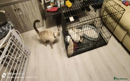Ragdoll cats for sale: BEAUTIFUL RAGDOLL X  - Image 9