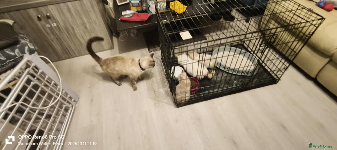 Ragdoll cats for sale: BEAUTIFUL RAGDOLL X  - Image 9