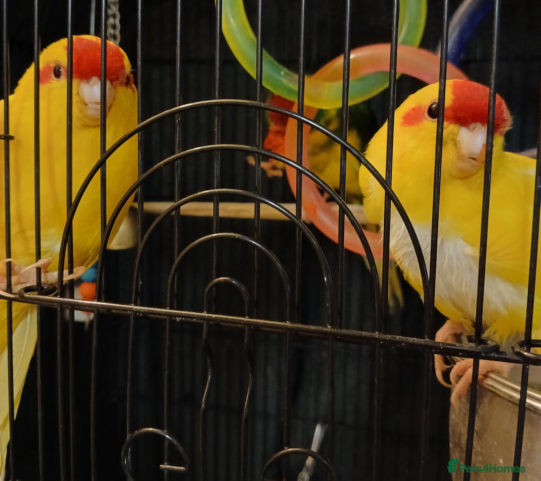 Parakeets birds for sale: Kakariki's x3 Males dna'd Kakariki's  - Advert 20