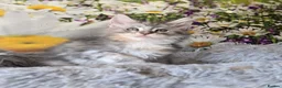 Maine Coon cats for sale: Stunning TICA Maine Coon kittens - Advert 9