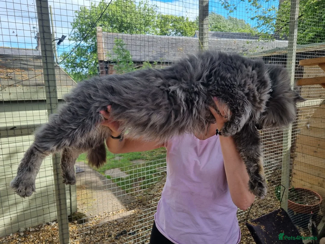 Maine Coon cats for stud: Fluffballs Alberto Main Coon Studd in Chester - Advert 2
