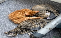 British Longhair cats for sale: Affectionate kittens ready for forever homes. - Image 1