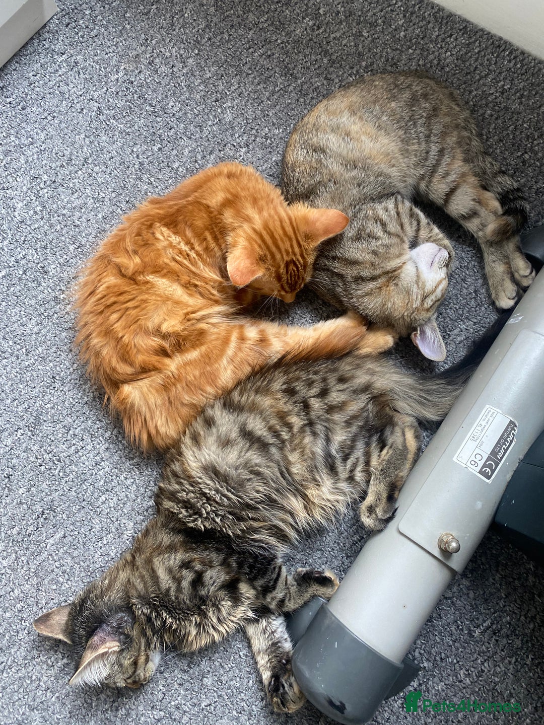 British Longhair cats for sale: Affectionate kittens ready for forever homes. - Image 1