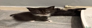 Ragdoll 1