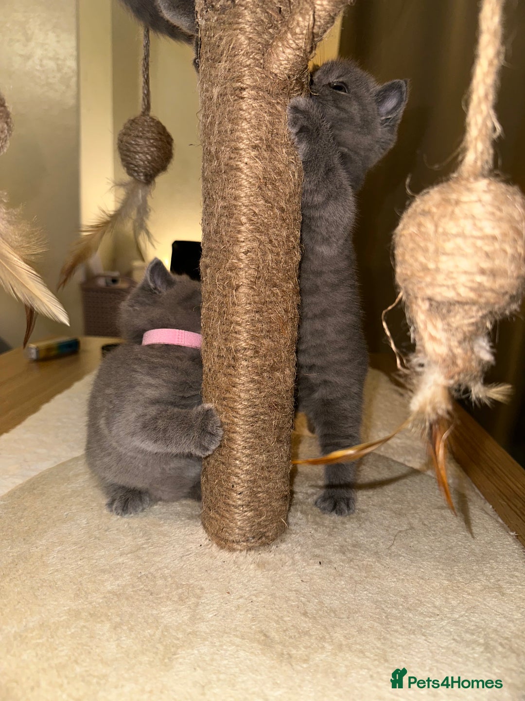 British Shorthair cats for sale: British Shorthair kittens Lilac/Blue 3 Girls 1 Boy - Image 31