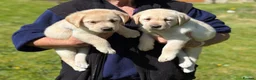 Labrador Retriever dogs for sale: Show quality yellow bitch puppies - Advert 3