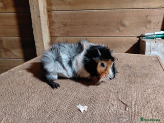 Guinea Pig rodents Pink Eyed Golden Guinea Pigs Quality Show Lines - Advert 13