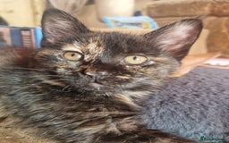 Mixed Breed cats for sale: 3 Ginger and 3 Callico kittens - Image 5