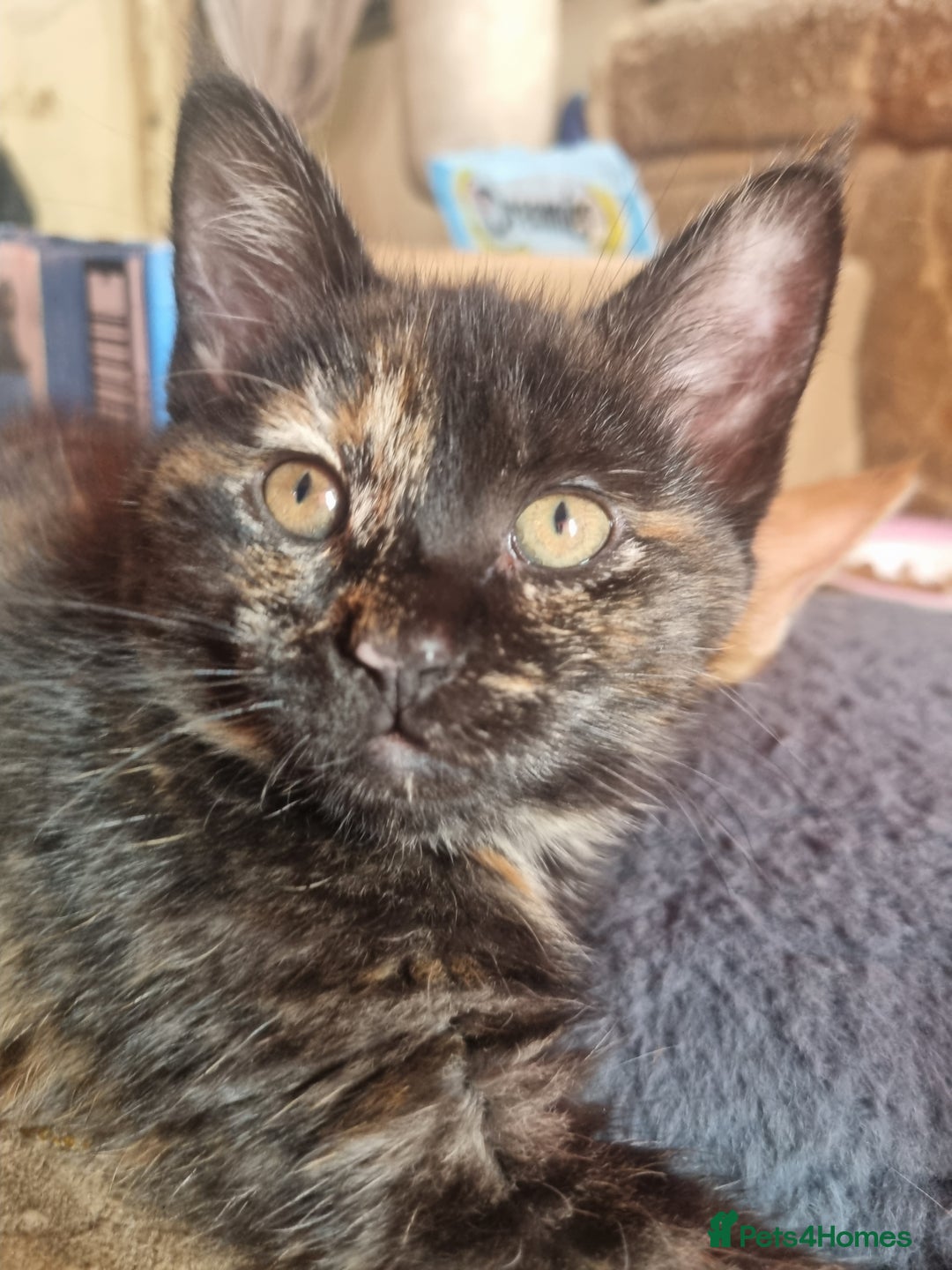 Mixed Breed cats for sale: 3 Ginger and 3 Callico kittens - Image 5