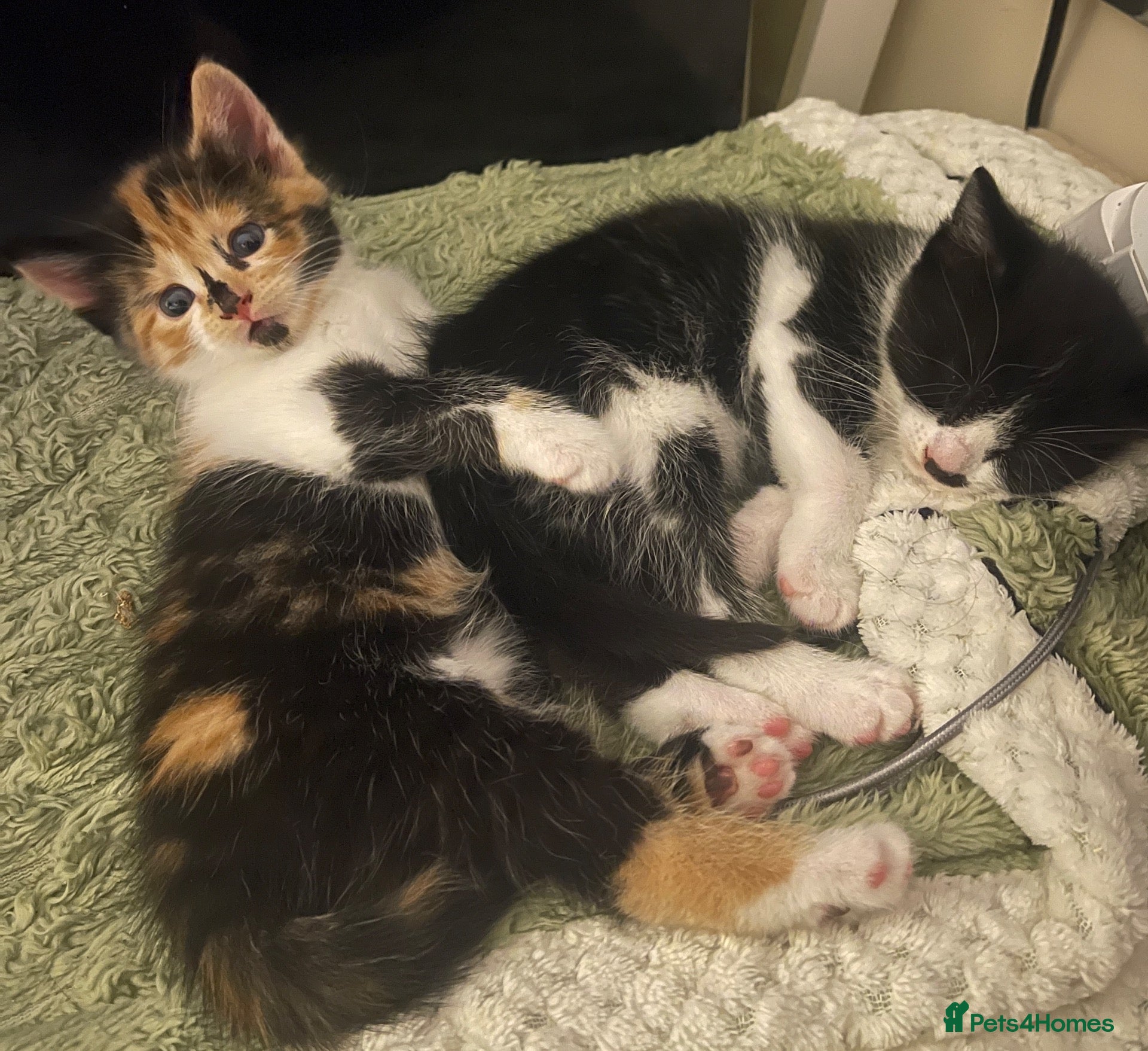 Mixed Breed cats Adorable Kittens Looking for Loving Homes - Advert 1
