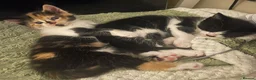 Mixed Breed cats for sale: Adorable Kittens Looking for Loving Homes - Advert 1