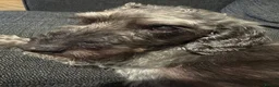 Jackapoo dogs for sale: Jackapoo Poodle x Jack Russell F1  in Clitheroe - Advert 2