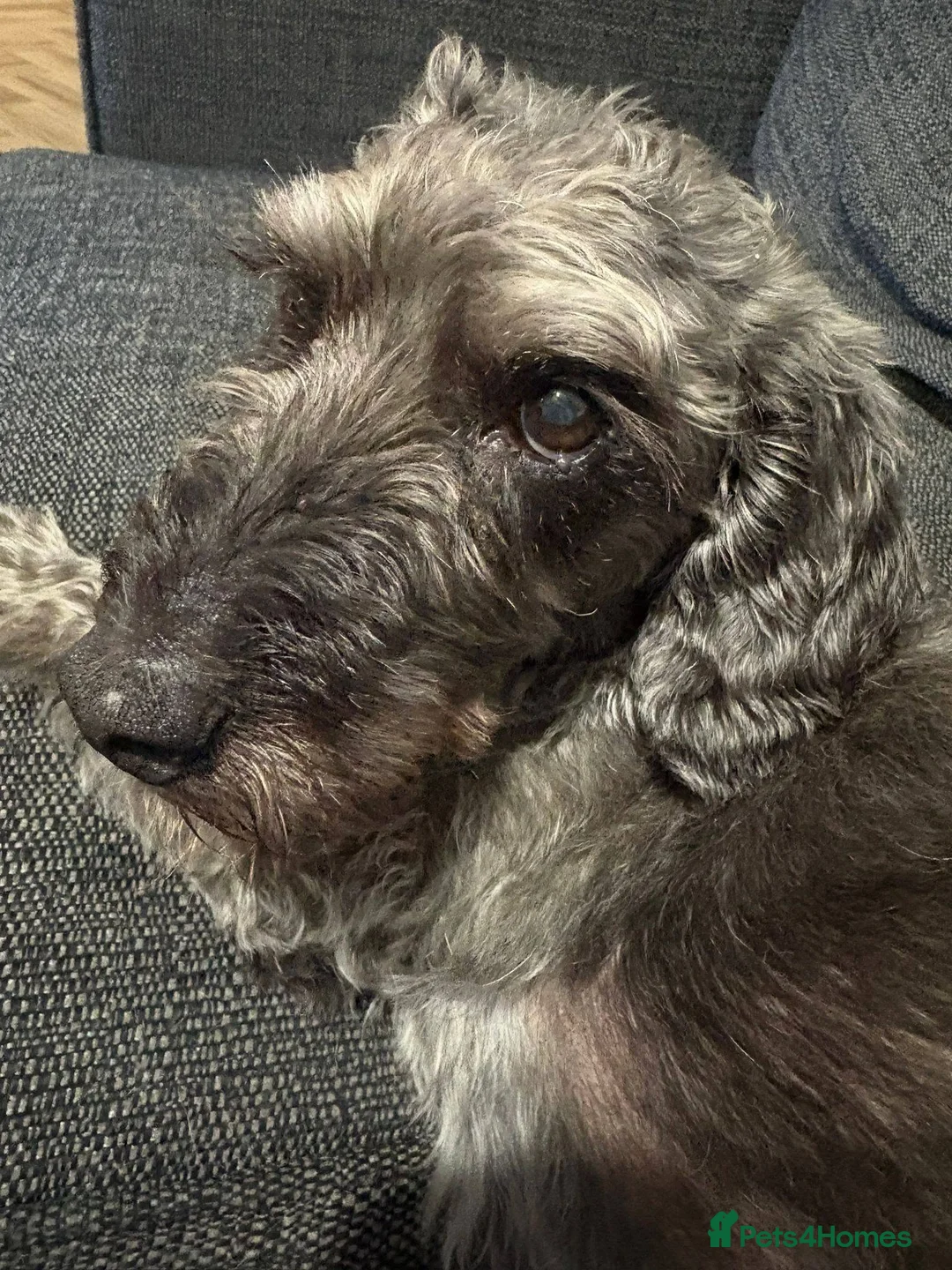 Jackapoo dogs for sale: Jackapoo Poodle x Jack Russell F1  in Clitheroe - Advert 2
