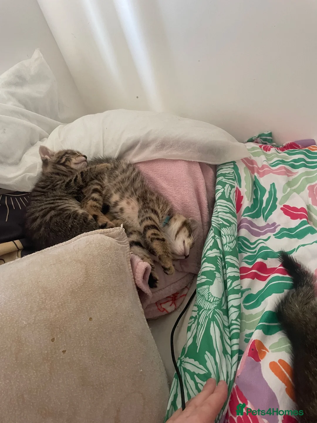 Mixed Breed cats for sale: Kittens - Advert 7