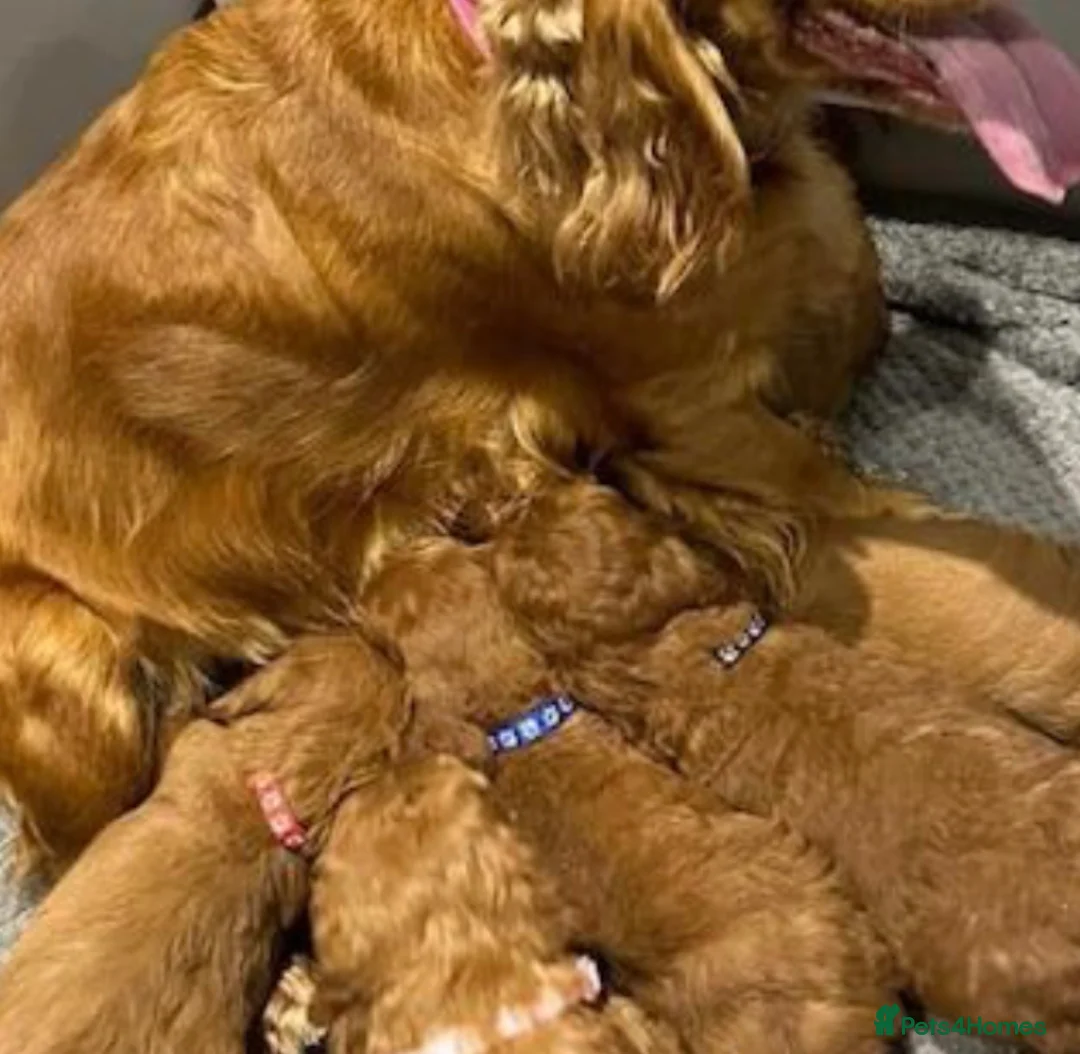 Cockapoo dogs for sale: Cockapoo puppies  - Advert 3