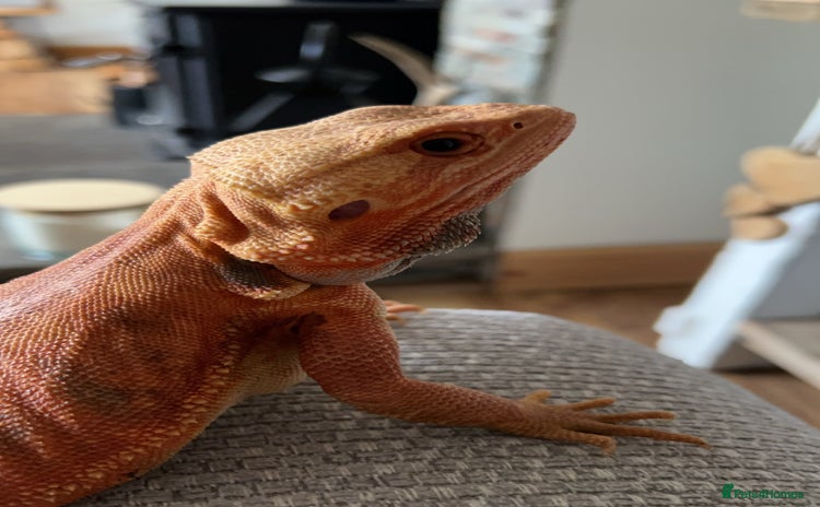 Bearded Dragon reptiles - Advert 1