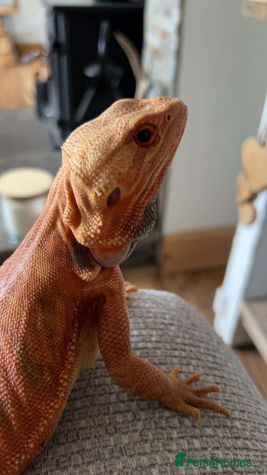 Bearded Dragon reptiles for sale: Bearded Dragon for sale - Image 1