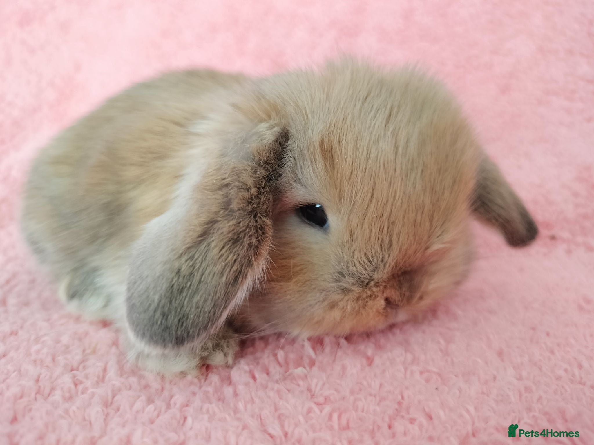 Mini Lop rabbits Baby mini Lops  for sale  - Advert 4