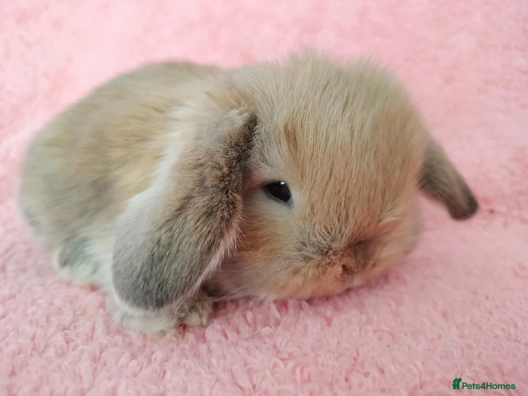 Mini Lop rabbits for sale: Baby mini Lops  for sale  - Advert 1