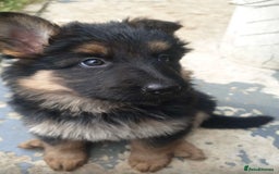 German Shepherd dogs for sale: beautiful long haired working german shepards - Image 1