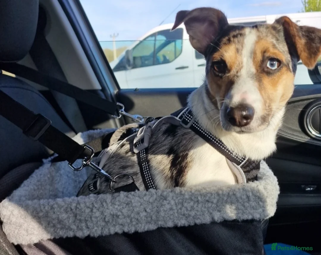 Parson Russell dogs for stud: Charlie - Parson marle Chihuahua cross in Swindon - Advert 8