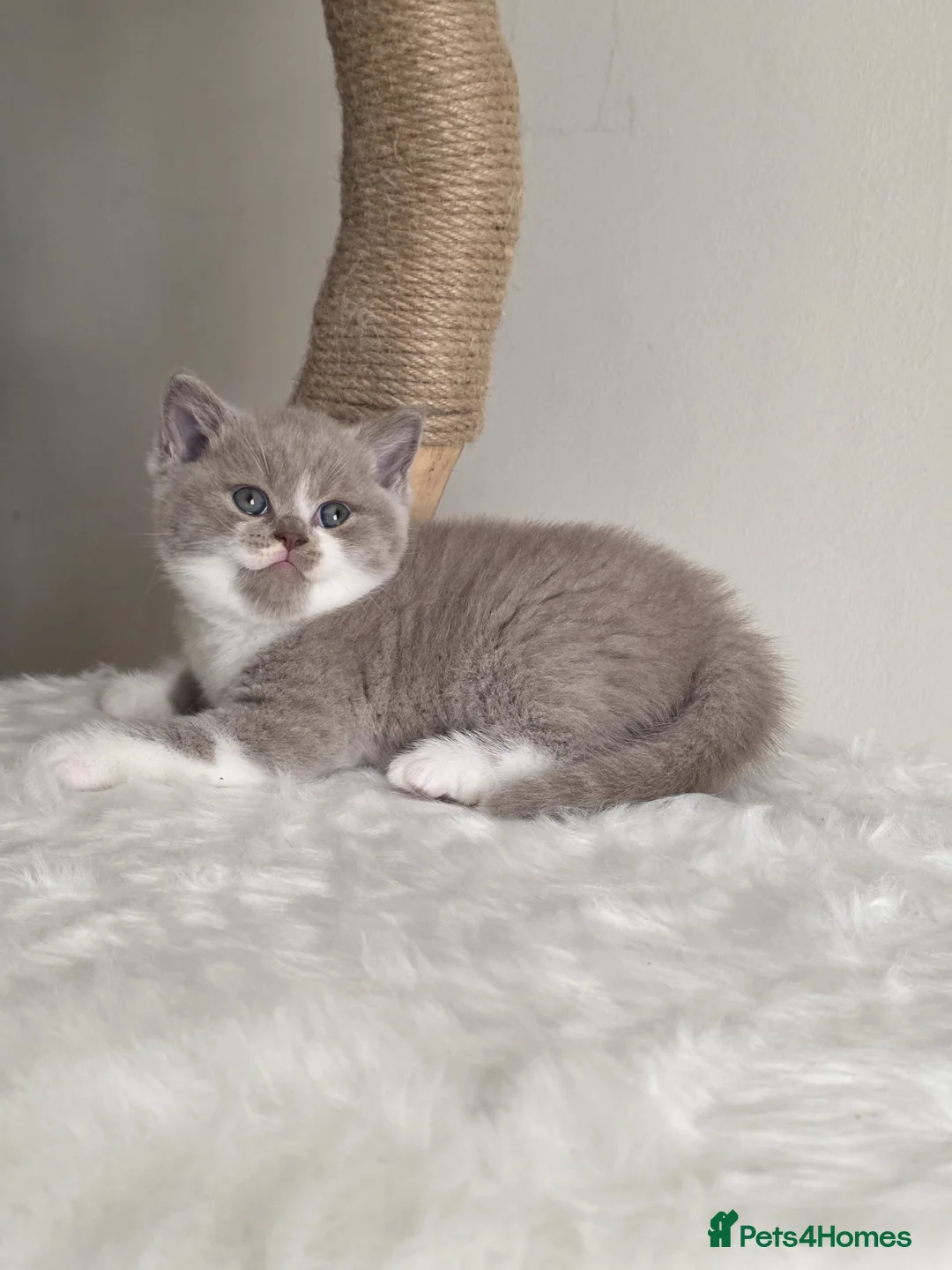 British Shorthair cats for sale: Stunning GCCF British Shorthair Kittens  - Advert 2