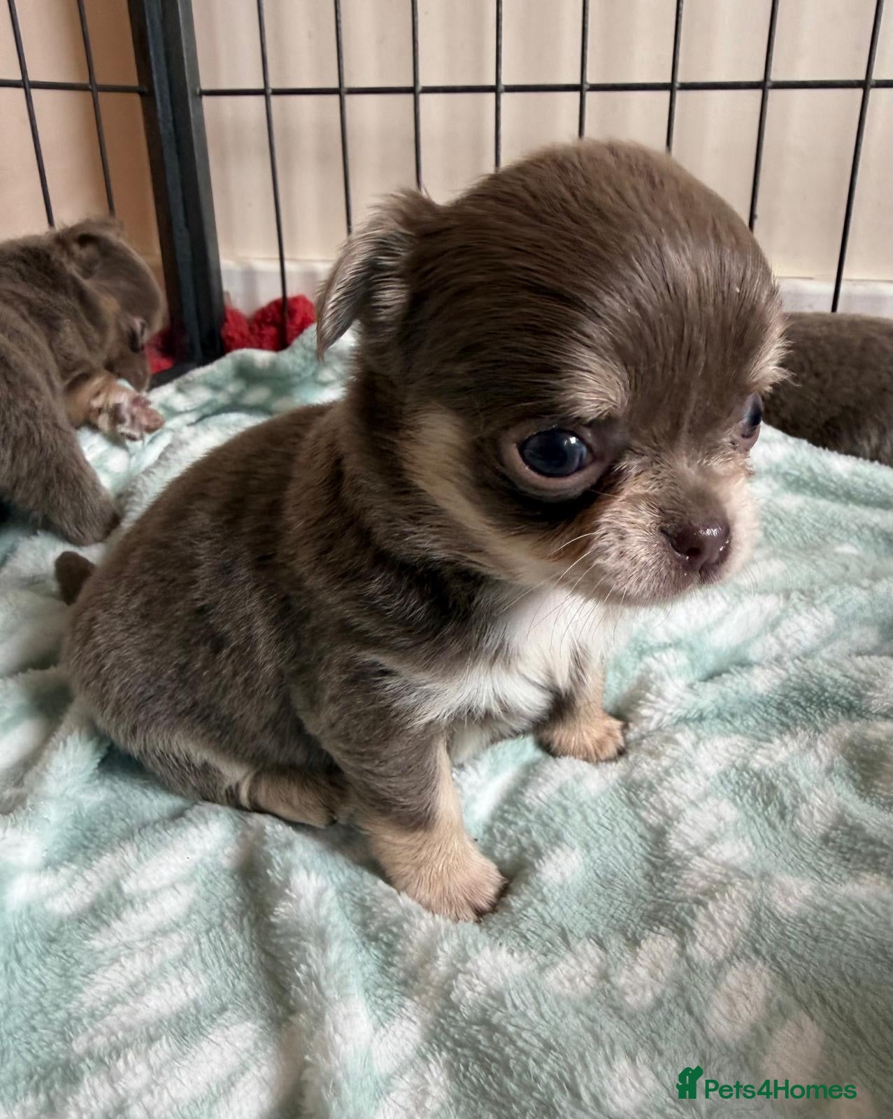 Chihuahua dogs for sale: Gorgeous lilac long coat girls and boys - Advert 2
