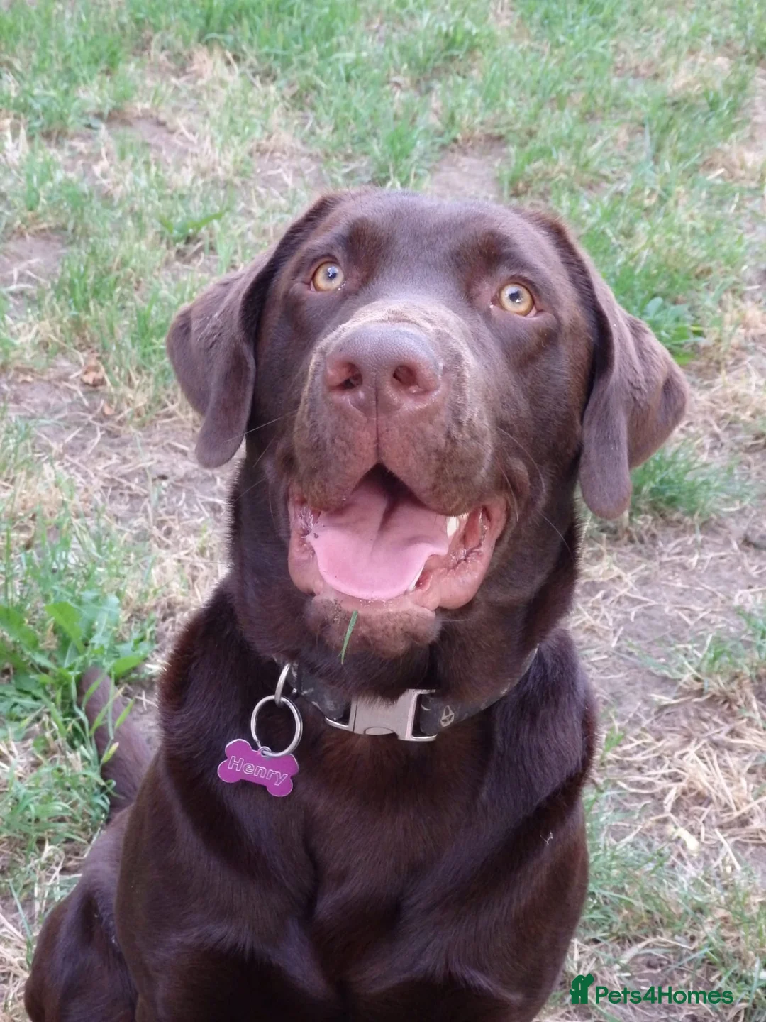 Labrador Retriever dogs for stud: Proven KC Chocolate Labrador for stud.NOT FOR SALE in Faversham - Advert 7