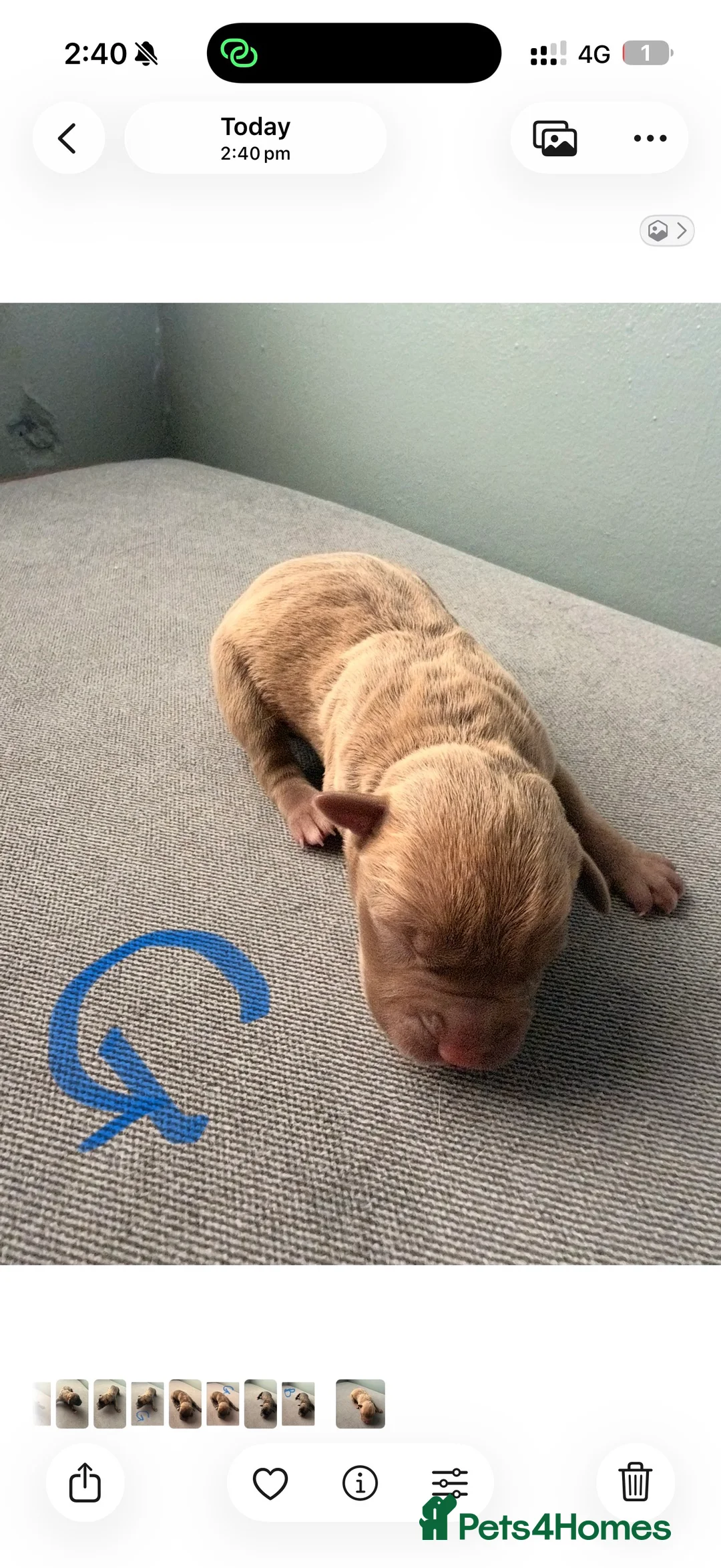 Presa Canario dogs for sale: Press canario pups  - Advert 6