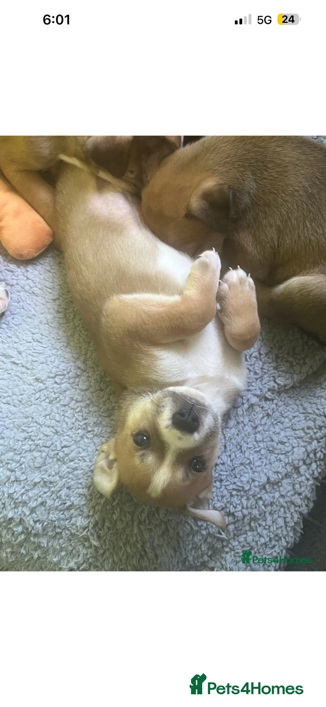 Mixed Breed dogs for sale: Little boy left  - Advert 2